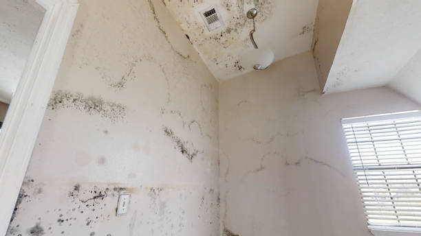Best Emergency Mold Remediation  in Omaha, TX