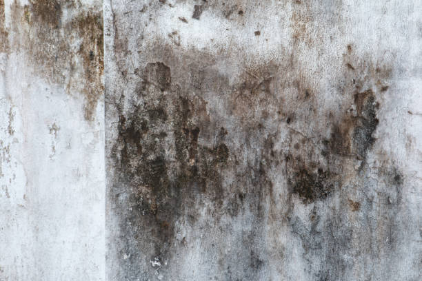 Best Mold Remediation for Healthcare Facilities  in Omaha, TX