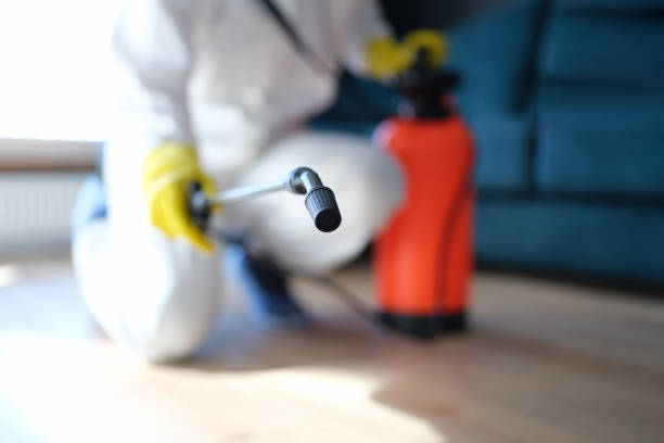 Professional Mold Removal in Omaha, TX