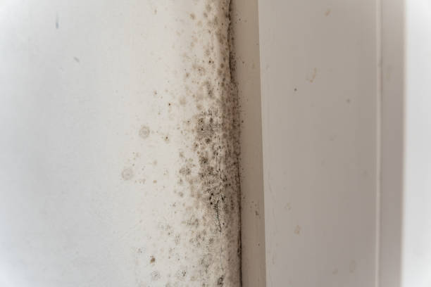 Best Environmental Consulting for Mold Prevention  in Omaha, TX